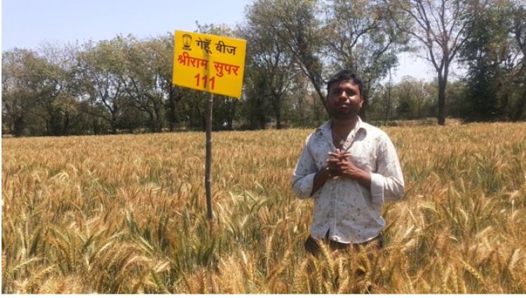 श्रीराम सुपर 111 और 1-SR-14 गेहूं बीज राजस्थान के किसानो को दे रहा है बेहतर उत्पादकता