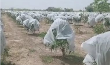 मोबाइल से ऑपरेट करते हैं अनार का बगीचा:कपड़ों के बिजनेसमैन ने स्पेन से सीखी खेती, घरवाले देते थे ताना