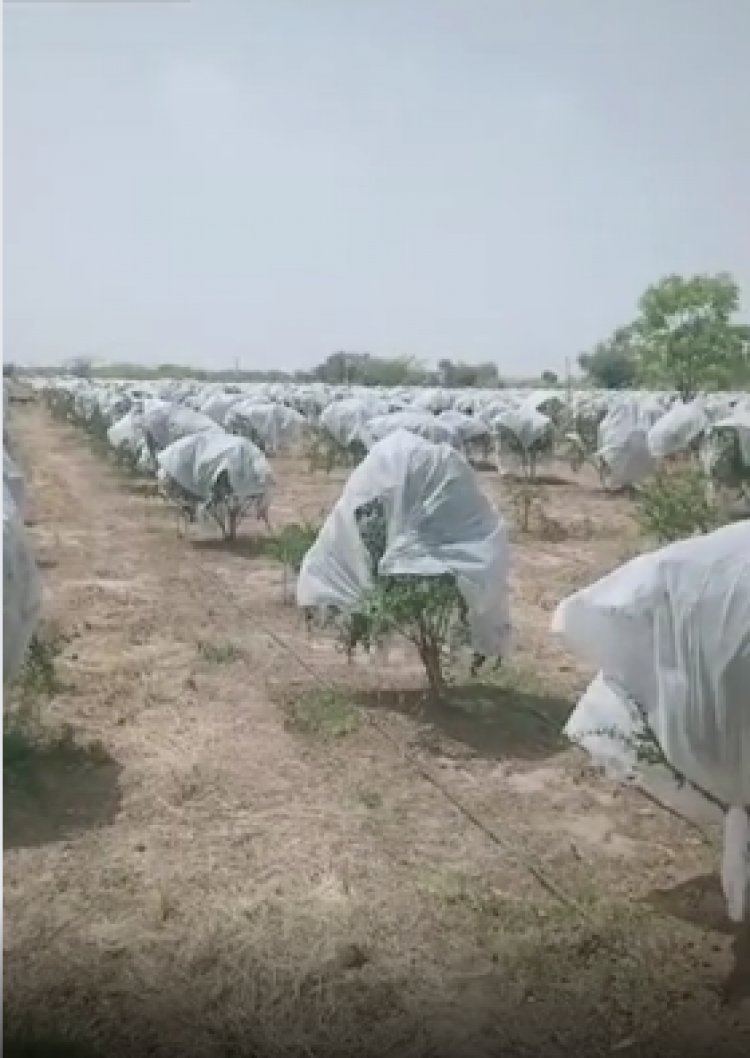 मोबाइल से ऑपरेट करते हैं अनार का बगीचा:कपड़ों के बिजनेसमैन ने स्पेन से सीखी खेती, घरवाले देते थे ताना